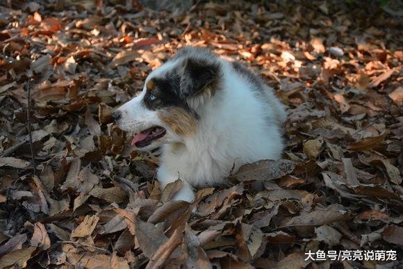 网友带牧羊犬去秋游，在山里玩累了，它瘫坐在地上不走