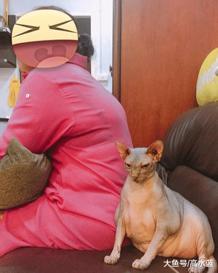 奶奶带了两个月的无毛猫 这确定还是无毛猫？