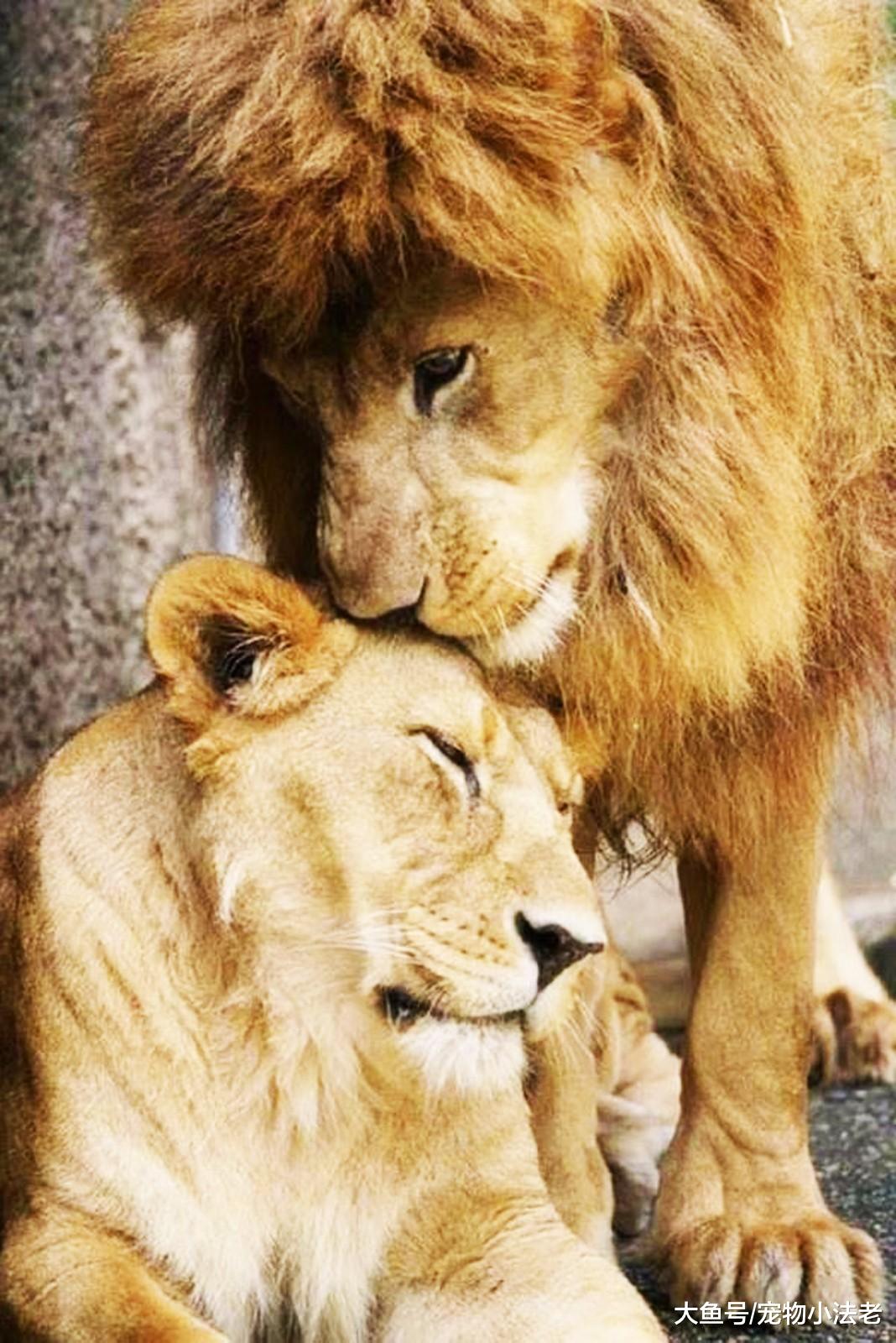 动物界也流行“撒狗粮”？两狮子公众秀恩爱，动作让游客酸得不行