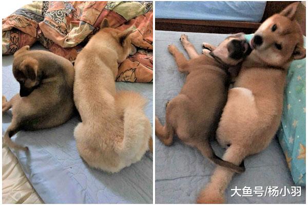 小狗捡回来由柴犬照顾，10个月暴风成长哥哥2倍，柴犬“罩不住”