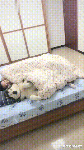 家里空調壞了，主人就抱狗子睡覺，網友：暖被窩神器，你值得擁有