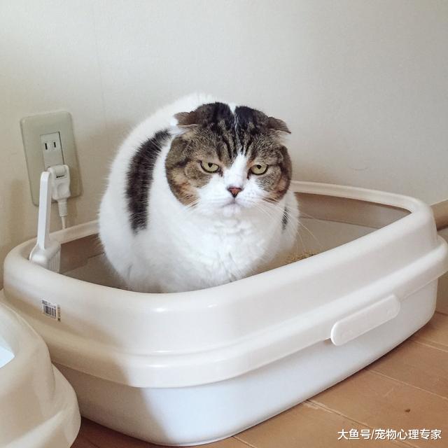 辟谣：不花钱就治好便秘的民间偏方对猫咪真有神效？莫吹彩虹屁了