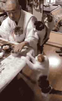 每次吃饭都会被喵星人围观的住持爷爷，喵咪陀佛~