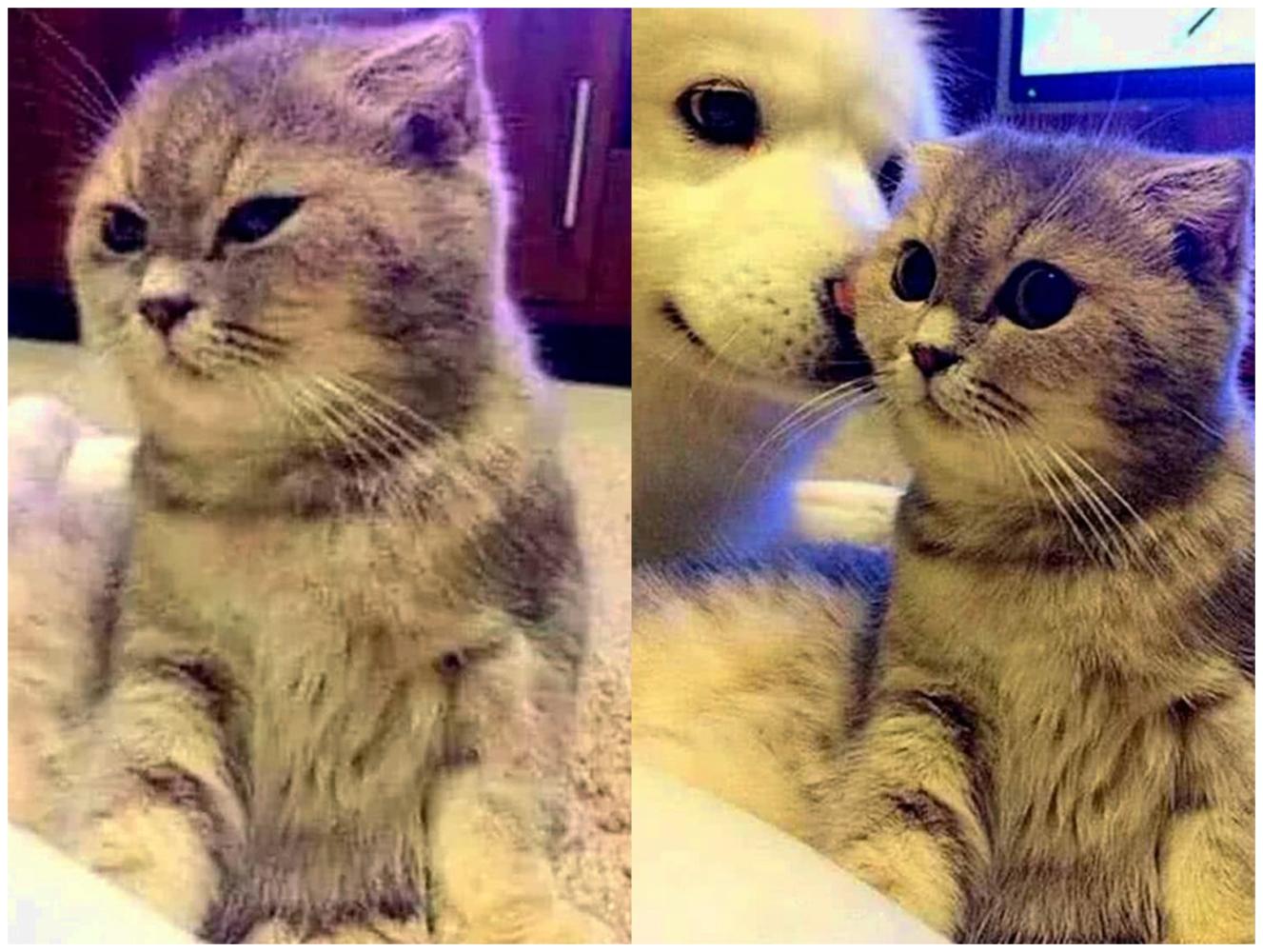猫咪成天冷酷脸, 好在狗狗稀罕它: 来一起笑一个