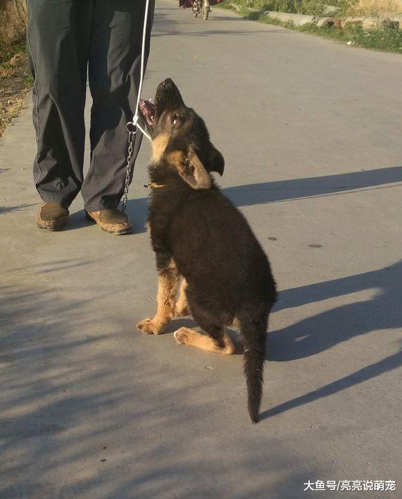 带德牧出来玩，逗它还给逗急眼了，冲着主人大吼大叫