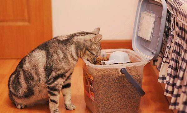 貓咪進食不安分？教你幾招，把貓咪進食的壞習慣糾正過來