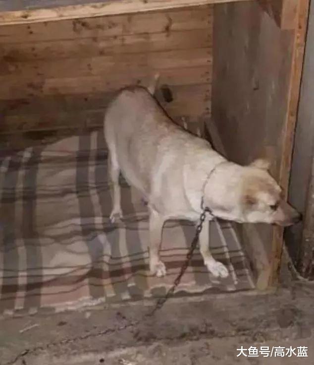 狗狗遭人虐待身中17枪，逃出来后，却喜欢做治疗犬给人带来欢乐