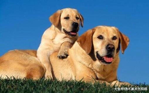 有这些情况的拉布拉多犬，说明它缺乏元素了，主人要及时补充