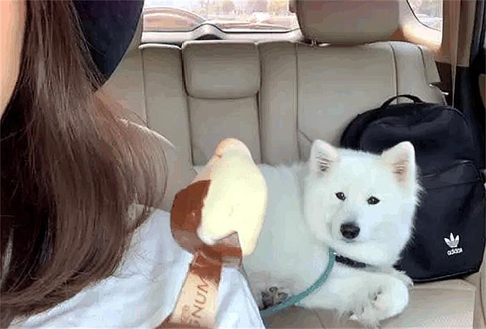 “微笑天使”也有变脸的时候，萨摩耶没讨到冰棍，结果失望了