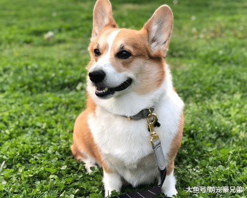 看到自行车上有只狗，却被袋子包的严严的，走进一看让人笑喷