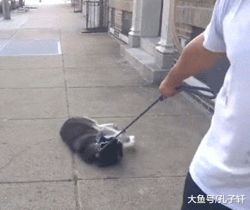 被拖着走的狗子, 以为是虐狗, 结果让人心疼