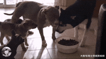 二哈跟比特犬生了寶寶，結果越大越不像它，還不讓奶狗吃飯