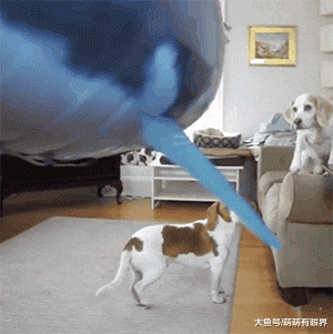 摊上一个天天爱装神弄鬼的主人，狗都看烦了：铲屎的，请你成熟点！