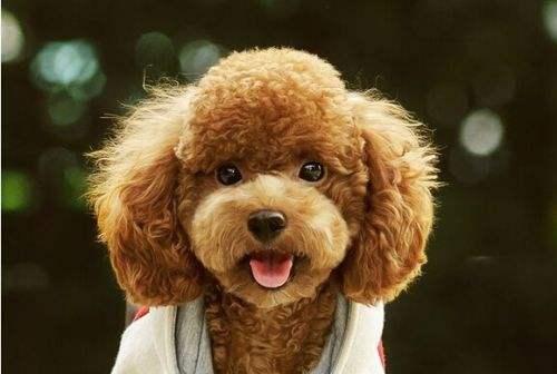 泰迪犬对你有这6个行为, 证明你是它的一切, 总算是没白养!