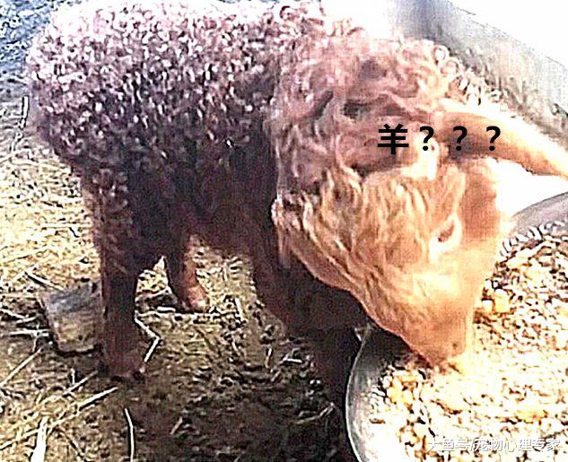 母羊生下一只小羊，主人本以为能赚一笔，看清后说不出来话