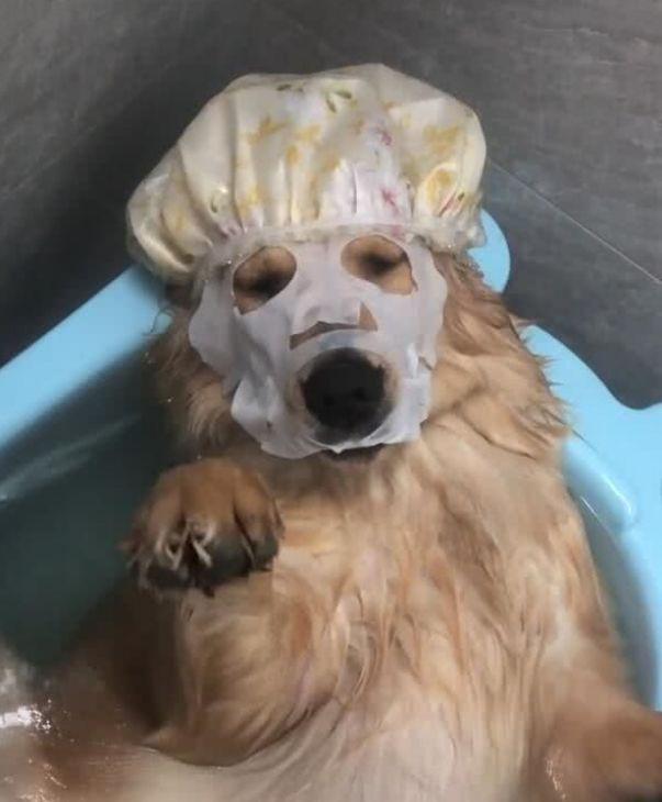 精致金毛躺著泡澡，一不小心睡著主人拍下照片，網友：活得比人好