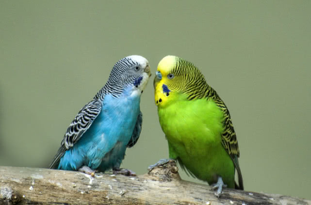 能学人说话的虎皮鹦鹉，该如何去养好它