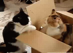 带了二喵回家，结果大喵被气病了！这些准备你做足了吗？