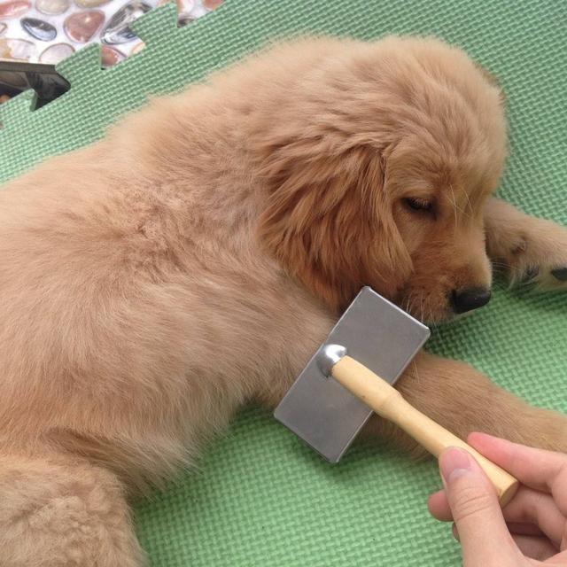 阿拉斯加的狗毛大有用处，千万别扔，五大用处让它重新被利用