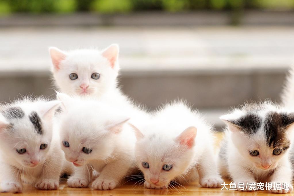 新手选猫时，用这三种方法，帮你选出适合自己的猫！