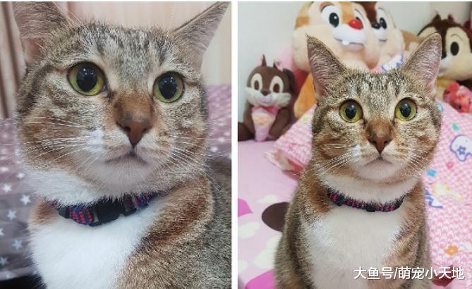 大橘一眼爱上家猫! 3次门外深情站岗, 模样让人笑翻: 成全它们