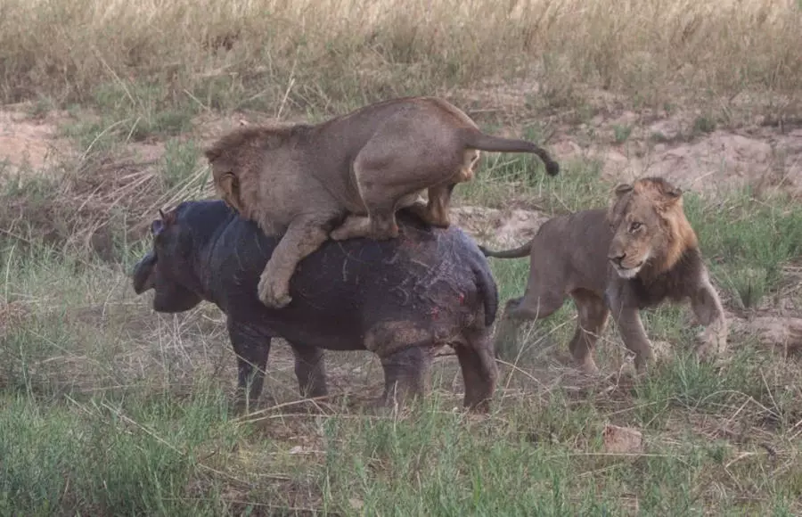 两只雄狮偷袭河马，跳到河马背上无处下口，河马暴怒之下发起反击