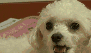 靠狗狗站立来博眼球的博主，都应该拉黑、取关！