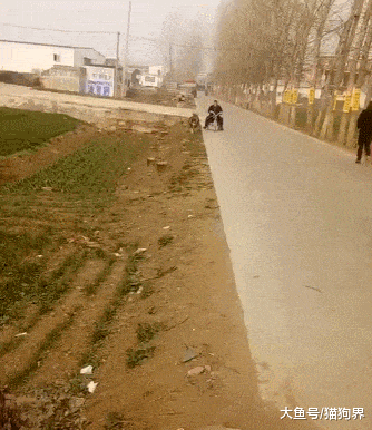 狗子拉车成功把主人带沟里去了, 看把主人给乐的, 主人: 好嗨哦