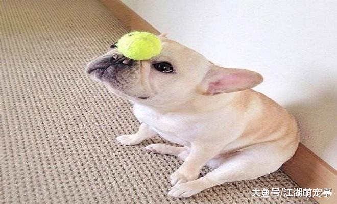 适合一般人养的5种狗，养了之后立马就喜欢他们