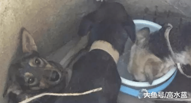 男子把三只狗狗扔进深井让其自相残杀，狗狗的选择让人落泪！