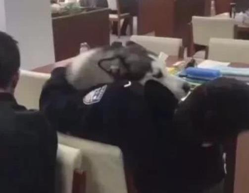 二哈想當警犬，悄悄溜進警察學院，逢人就要抱抱，試圖混進警犬