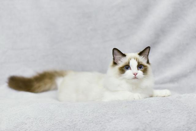 猫咪突发意外状况，铲屎官应该如何正确为它争取抢救时间