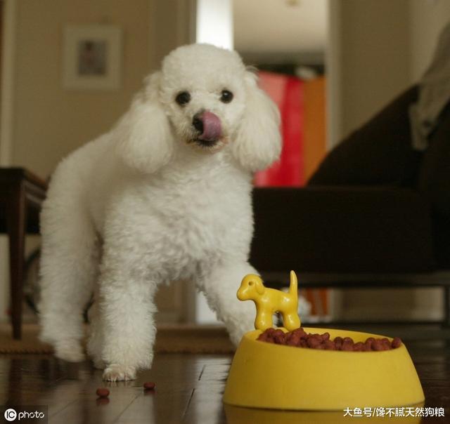 这些幸福，如果你不养一只贵宾犬，就永远都体会不到