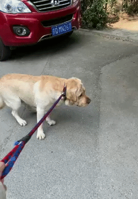 金毛路过熟食店不愿离开，被主人强行带走，狗：再让我闻一会儿…