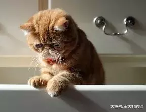 可爱又通人性的“明星加菲猫”，为什么很多人想养却又不敢养？