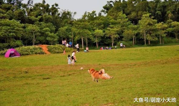 飞天柴咬着球意外变小猪, 妈妈哭笑不得: 体重与高度成反比