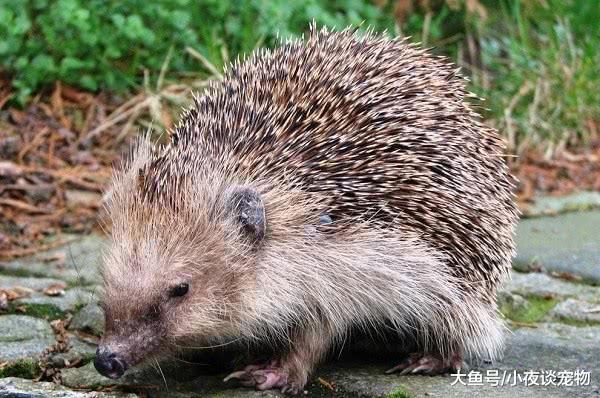 什么寵物干凈又好養，家里養什么寵物最干凈讓我告訴你！