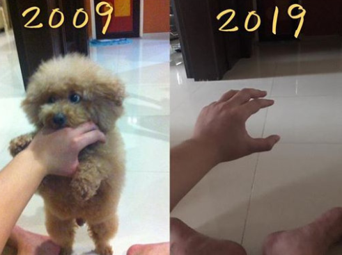 所谓忠诚? 它只是用短暂一生的时光, 十年如一日的等待, 来陪伴你