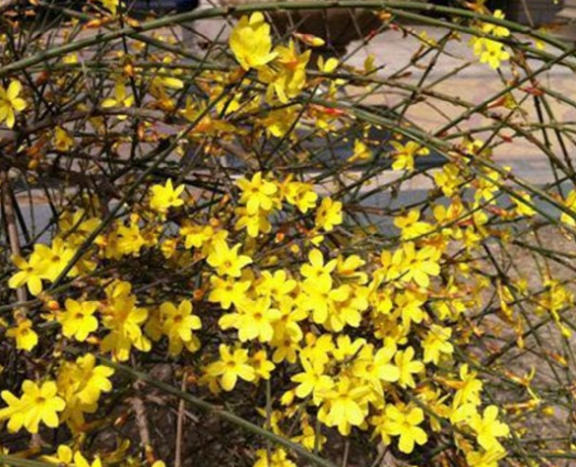 吴刚现实的豪宅曝光，室内装修造价过千万，这些年吸金力太强了