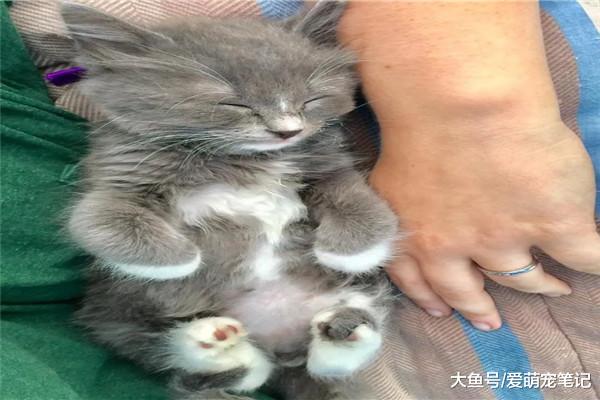 流浪猫被宠主带回家后，原住民主动承担起照顾责任，每天守在身边