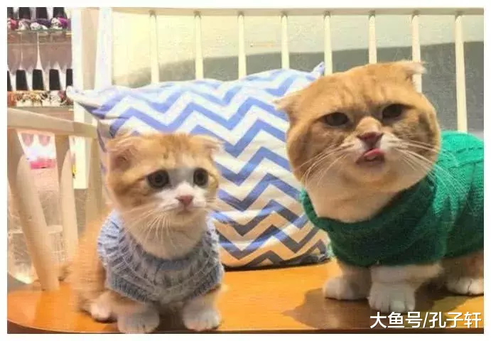 公猫照顾小女儿，眼神中的那股柔情，感觉比一个亿还要叫人心动！