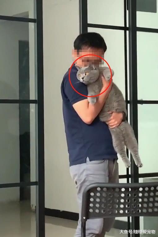 不会抱猫的人强行抱猫，猫：我是没有感情的玩具，我不需要面子。