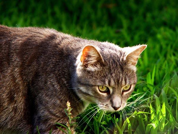 在中国被当作宠物，在澳洲却被当地政府斥资180亿来消灭！