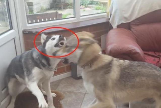 二哈跟狼犬打架，一開始超兇后來卻秒慫，小表情笑哭主人