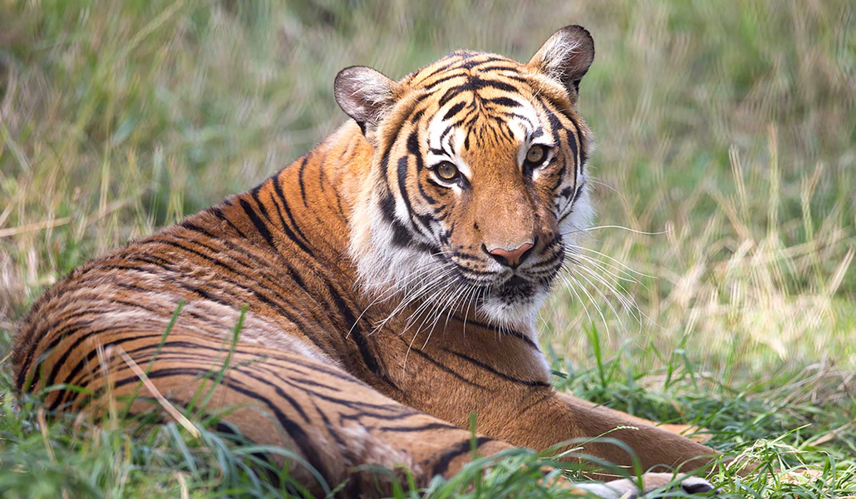 猫科豹属里面的所有动物，哪种实力最强？哪一种又最弱？