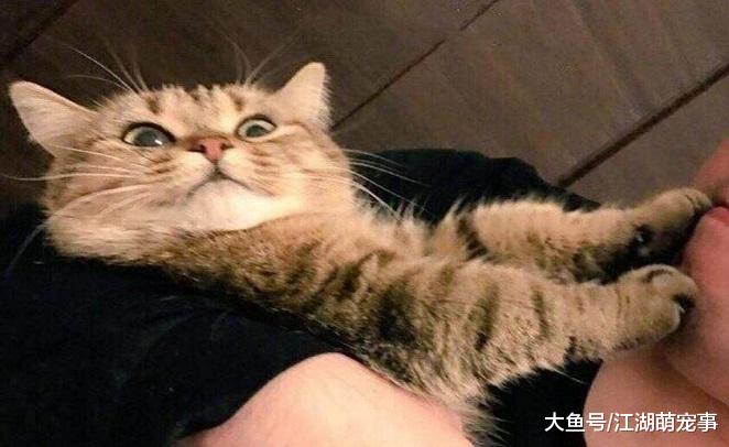 想知道自己有没有‘吸猫体质’，看看自己有没有这5个特征