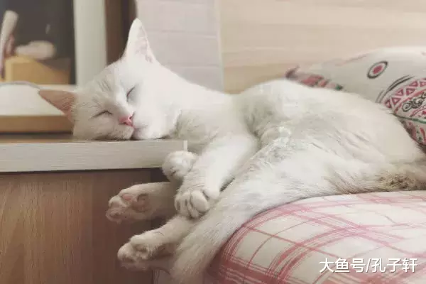 为何猫喜欢和你睡？5大原因令人感动，不要再把“主子” 推开了