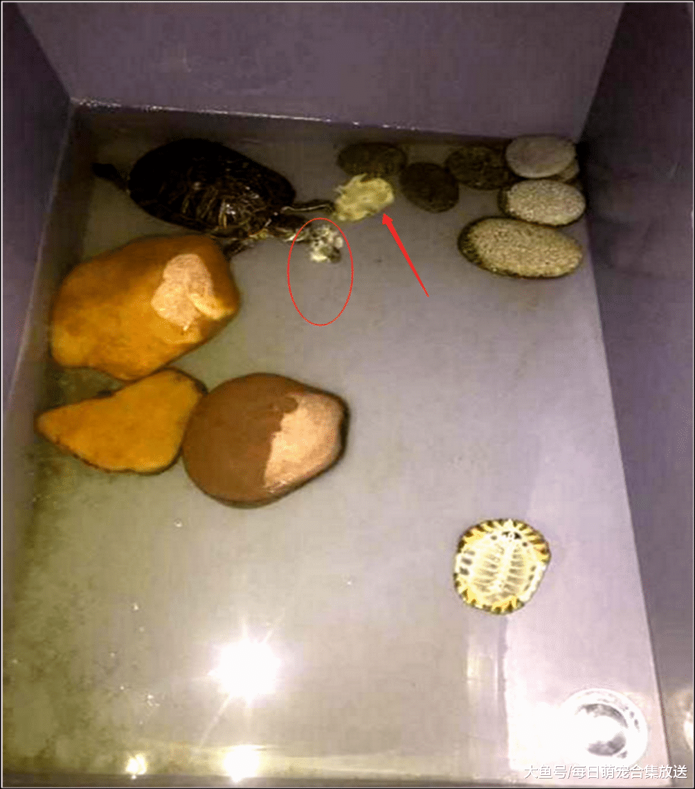 女主出差忘喂乌龟，一个月后回家发现少了一只，仔细一看心疼落泪