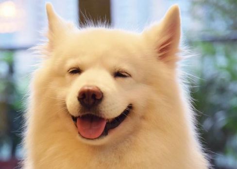 狗肉店门口花500救下待宰萨摩耶，洗干净后朋友说：赚了！