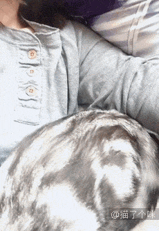 全网混的最差的猫来了